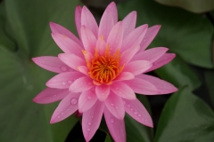 P1006867