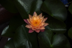 P1007170