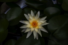 P1007172