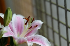 P1008601